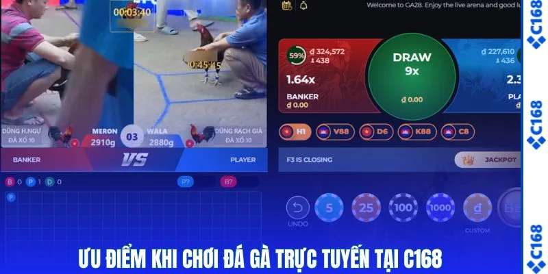 Ưu điểm khi tham gia cược chọi gà online trực tuyến